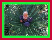 Sosna bośniacka - 40 cm doniczka 1 l !!!