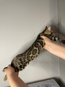 Koty bengalskie kotek Conanek do rezerwacji 