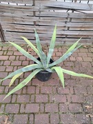 Agawa Duża Roślina Ogród