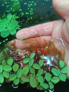 Salvinia Natans 15  sztuk Pochłania toksyny z wody.