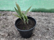 Żywokost Lekarski – Sadzonki EKO. Szybki wzrost, własna apteka!