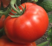 Pomidor Wrestler F1 - Nasiona Holenderskie