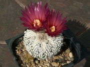 Astrophytum asterias cv. Super Kabuto Red - 10 nasion