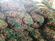 marchew odpadową dla zwerząt