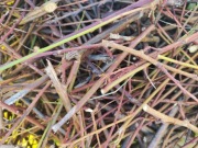 Gałązki w śliwy 1kg dla królików i gryzoni, świeże, śliwa 