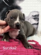 Amstaffy szczenięta 