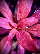 Ludwigia Peruensis, sadzonka ok 10 cm, hodowla wodna