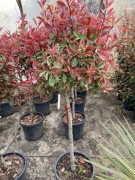 Głogowniki na pniu duże okazy