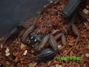 Centruroides edwardsii WŁOCHATY nadrzewny skorpion 