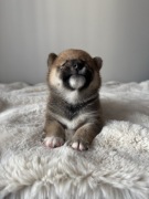 Shiba Inu - sezamkowa dziewczynka 