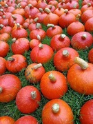 Dynia hokkaido eko bez nawozów i chemii 