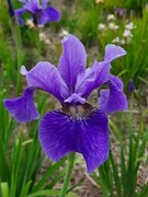 Irys syberyjski 'Percheron ' Iris sibirica
