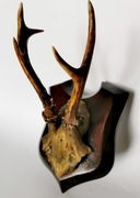 ROGI PAROSTKI POROŻE  NA DESCE BARDZO STARE