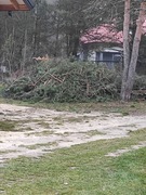 Gałęzie sosny - darmo 