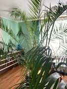 palma królewska pokojowa