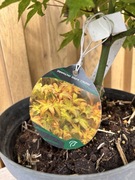 Klon palmowy „Chishio”