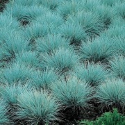 Kostrzewa sina, niebieska trawa ozdobna, zimozielona, sadzonki