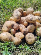 Ziemniaki, bio, Denar 