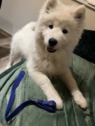 Pas do samochodu dla psa lub kota. 