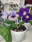 Skrętniki w doniczkach. Rzadkie odmiany.