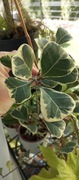 Ficus fikus boucle, sweetheart 