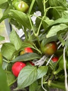 Nasiona papryki cherry bomb