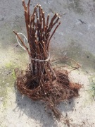 Sadzonki malin Margarita 