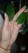 Hoya hoja parasitica Lao cięta 