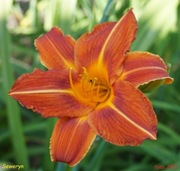 Hemerocallis / Liliowiec: Seweryn
