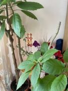 Datura-anielskie trąby