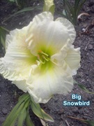 Liliowiec Big Snowbird