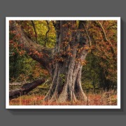 Zdjęcie-plakat 30-40 cm mojego autorstwa 