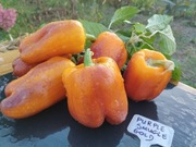 PURPLE SMUDGE GOLD nasiona Papryka Kolekcjonerska