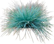 Kostrzewa sina - niebieska trawa, wieloletnia