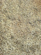 Owies jary ze zbiorów 2025