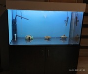 Sprzedam akwarium 200l