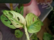 monstera andasonii variegata-cięty szczyt