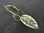 Hoya archboldiana albomarginata - sadzonka ukorzeniona
