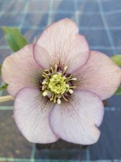 Ciemiernik Helleborus 43