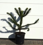 ARAUKARIA CHILIJSKA Araucaria araucana * DUZY OKAZ * SUPER