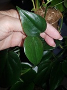 Philodendron filodendron scandens cięty 