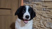 Border Collie piesek czarno-biały szczeniak