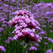 Werbena Patagońska - miododajna 