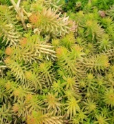 Rozchodnik ościsty  Angela