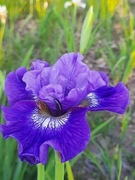 Irys syberyjski 'Blueberry Fair' Iris sibirica