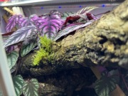 cissus discolor do terrarium