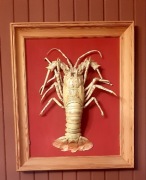 langusta preparowana w ramie 