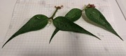 Polyneura Vietnam hoya - ukorzeniona, rosnąca - kwitnie.