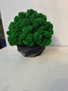 Nowy chrobotek w doniczce 3d ciemna zieleń 