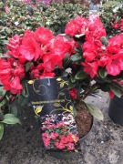 Rododendron Burletta